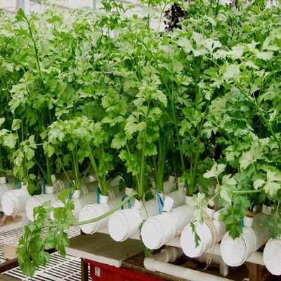Standarddicke runde PVC-Rohre Hydroponisches NFT-System für den Gartenanbau