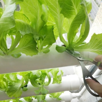 Standarddicke runde PVC-Rohre Hydroponisches NFT-System für den Gartenanbau